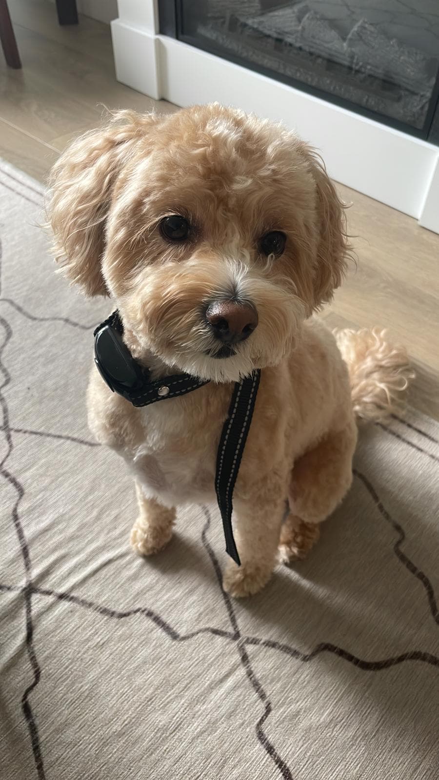 Dog sitting